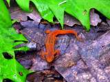 Red Eft, appalachian trail