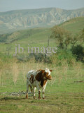 CA cow in rolling hills