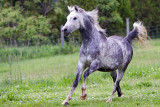 Helens Horses D090603 075 www.jpg