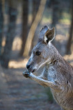 Kangaroo with paws