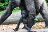 Female western lowland gorilla with very young baby