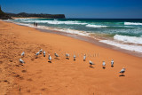 Warriewood Beach with gulls