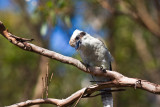 Kookaburra on branch