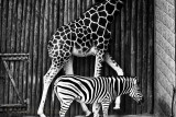 Giraffe and zebra patterns in monochrome