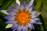 Purple Water lily