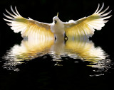 Sulphur crested cockatoo in flight rising