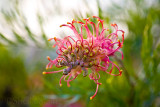 Coconut ice grevillea