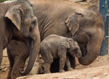 Asiatic elephants and baby