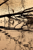 Heron at Narrabeen Lake