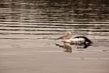Australian white pelican at Narrabeen