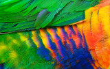 Rainbow Lorikeet feathers