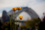 Three poppies with Sydney Harbour Bridge backdrop