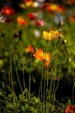 Poppies at Quay