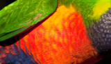 Feathers of rainbow lorikeet