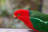 King parrot with deformed beak