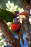 Two rainbow lorikeets