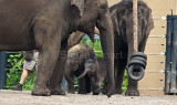 Asian elephant family