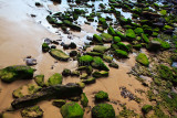 Rocks with moss at Dee Why