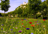 Chateau Gaillard with wild flowers
