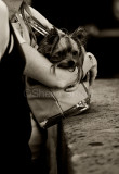 Little dog in bag