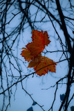 Liquidambar leaf  or maple leaf in winter