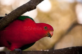 King parrot in Chinese magnolia tree
