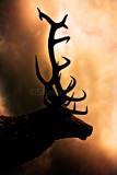 Stag silhouette