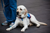 Labrador assistance dog