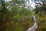 Bush with fallen large branch