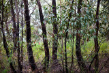 Small trees in bush