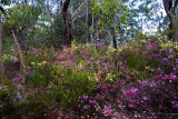 Wildflowers, mainly baronia, in bush