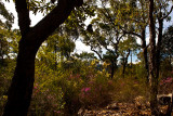 Bushland with wildflowers