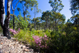 Baronia and wildflowers at Muogamarra Nature Reserve
