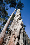 Dead tree and offshoot