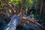 Dead tree roots
