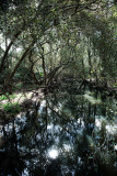Swamp at North Avalon