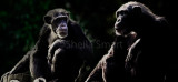 Chimpanzee composite