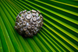 Shimeji mushroom on frond