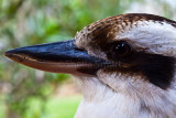 Kookaburra close up
