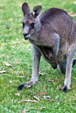 Eastern grey kangaroo and joey