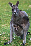 Eastern grey kangaroo with joey