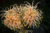 Grevillea