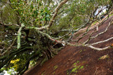 Morton Bay fig