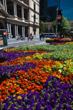 Flowers at Customs House Square, Sydney