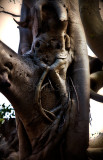 Moreton Bay fig with octopus