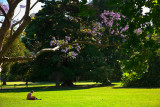 Jacaranda in Botanic Gardens