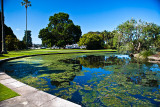 Lake in Botanic Gardens, Sydney