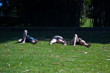 Sunbathers in Botanic Gardens