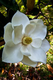 Chinese magnolia