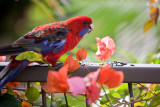 Crimson rosella on railing with bougainvillea